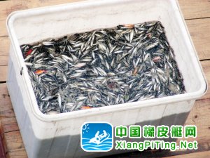海河边非法捕鱼破坏生态 绝户网困住清淤冲锋舟